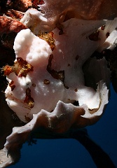 Komodo 2016 - Giant frogfish - Antenaire geant - Antennarius commerson - IMG_6899_rc